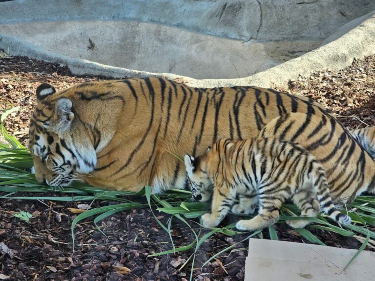 Toledo Zoo